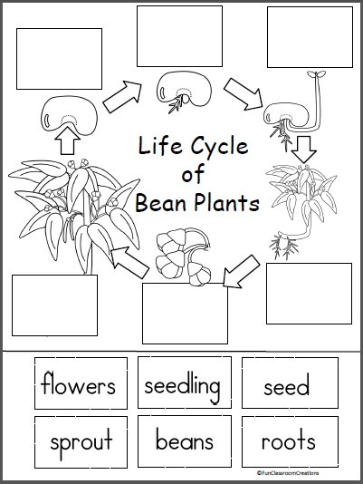 Free Life Cycle Of A Bean Plant Activity | Made By Teachers