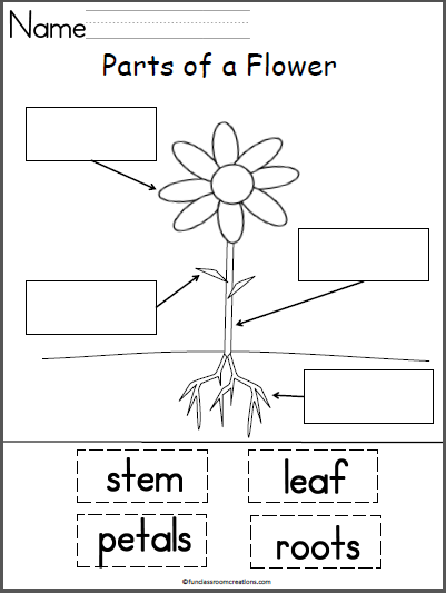 Free Parts of a Flower Labeling Worksheet | Made By Teachers
