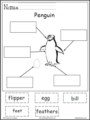 Label The Penguin Picture | Made By Teachers