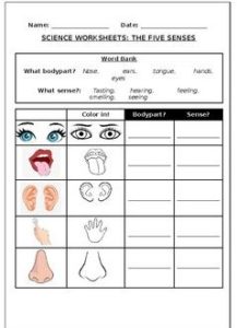 Science worksheets: My five senses - Made By Teachers