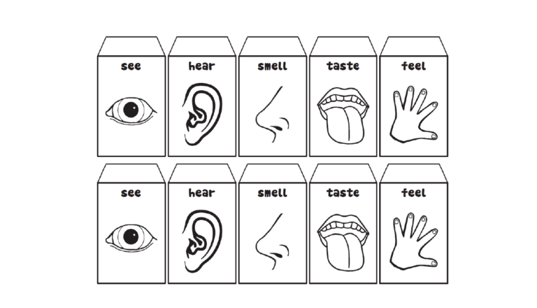 Five senses flip book - Made By Teachers