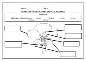 Science worksheets: Label parts of a flower - Made By Teachers