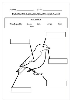 Science worksheets: Label parts of a bird | Made By Teachers