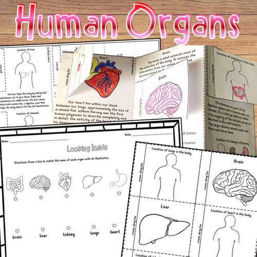 Human Body Organs and Their Functions Pamphlet Craftivity Made By