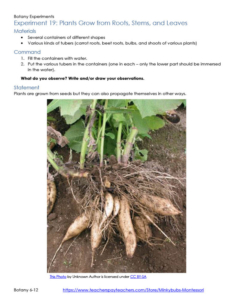 Botany Experiments Plants Set of 21 Made By Teachers