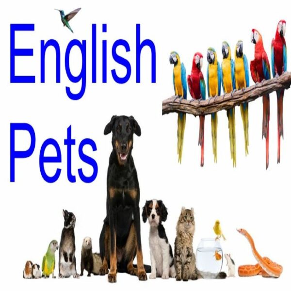 English (Pets) Made By Teachers