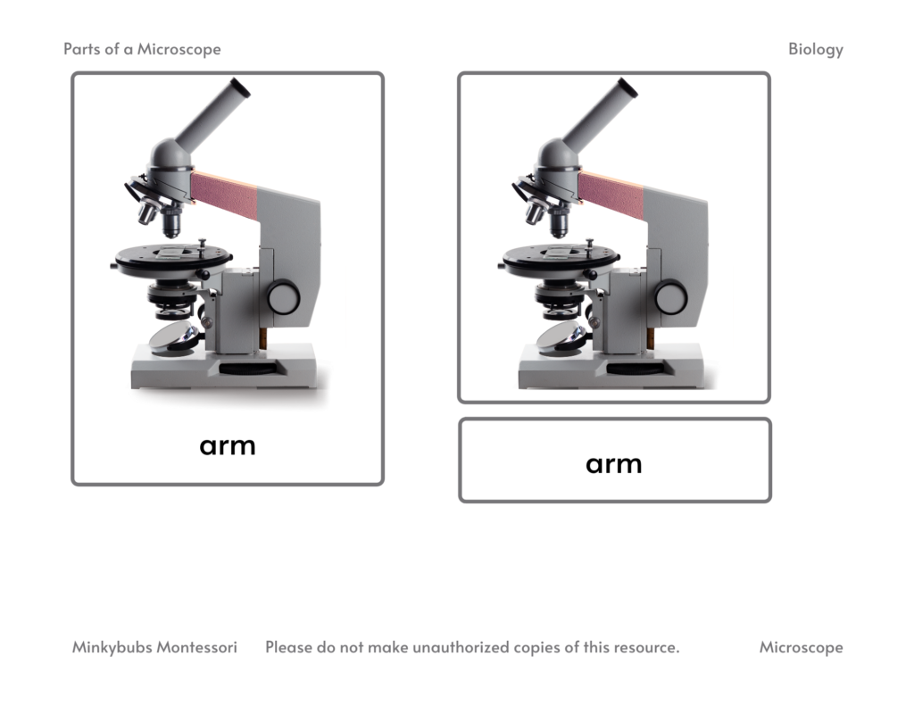 Parts of a Microscope 3 Part Cards - Made By Teachers