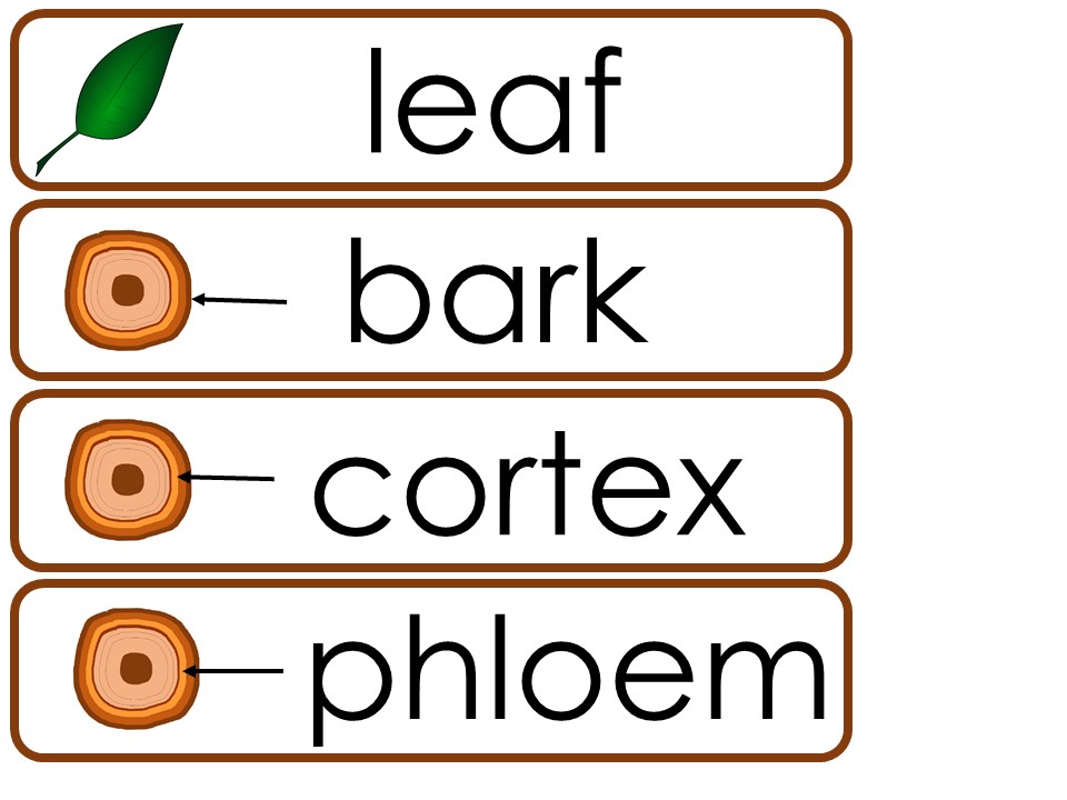Trees themed Classroom Word Wall Bulletin Board. - Made By Teachers