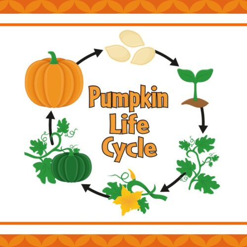 7 Pumpkin Life Cycle Science Poster Wall Charts. | Made By Teachers
