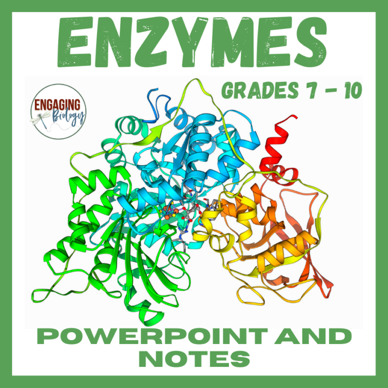 Enzymes Powerpoint and Student Notes Made By Teachers