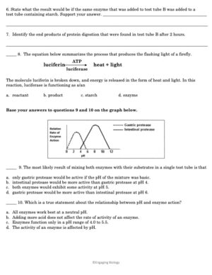 Enzymes Worksheets - Made By Teachers