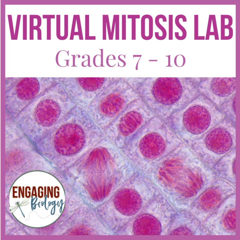 Virtual Mitosis Lab | Made By Teachers
