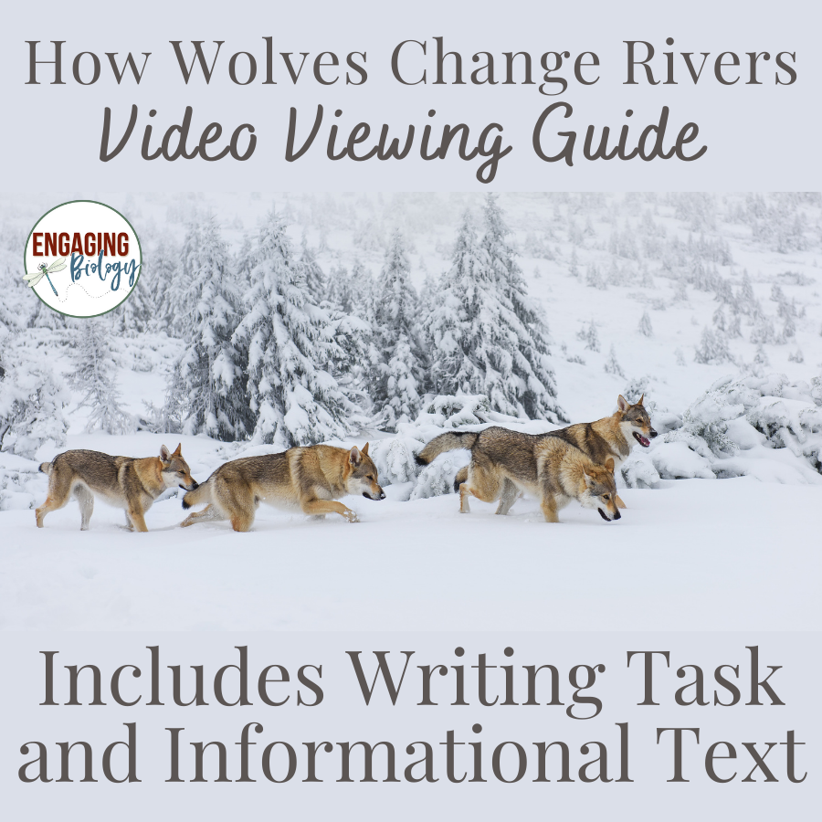  How Wolves Change Rivers Video Guide Made By Teachers