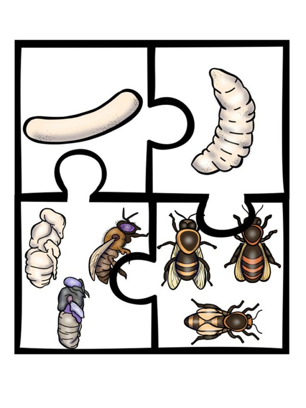 Life Cycle of a Honey Bee Science Curriculum Unit. - Made By Teachers