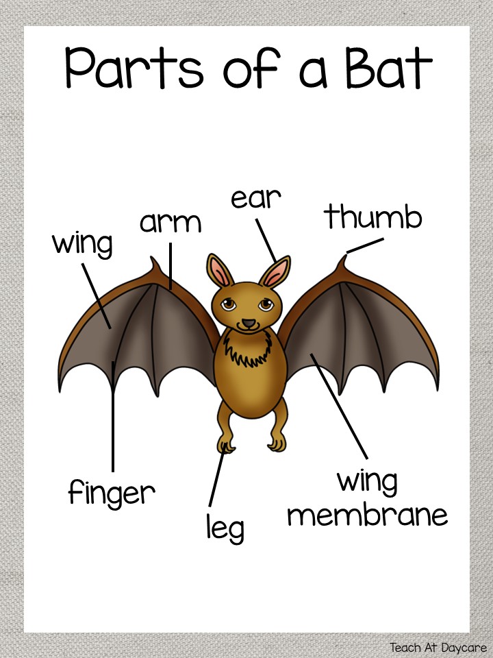 Life Cycle of a Bat Science Curriculum Unit. | Made By Teachers