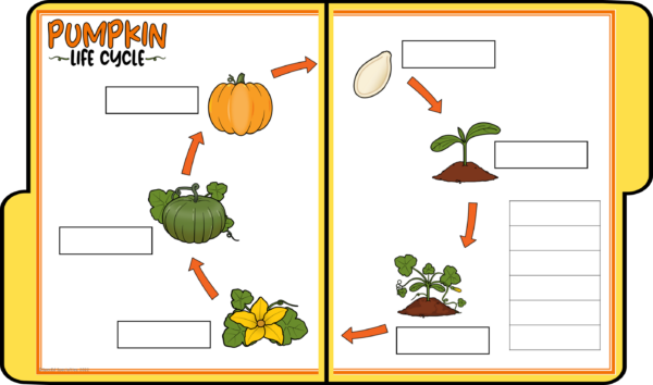 Life Cycle of a Pumpkin File Folder Games, Adapted Books, & Sequencing ...