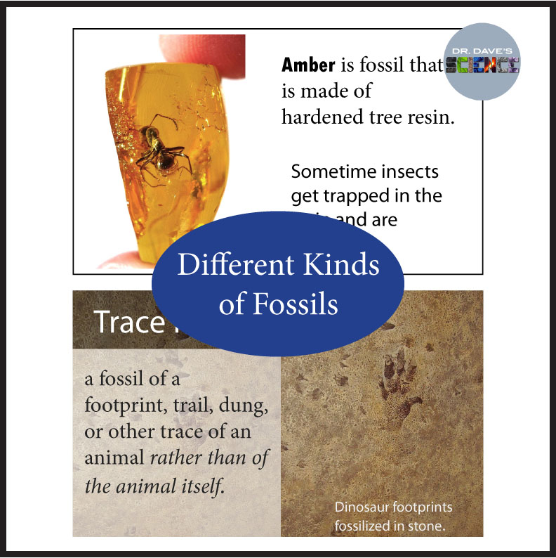 Fossils and Types of Fossils PowerPoint Made By Teachers