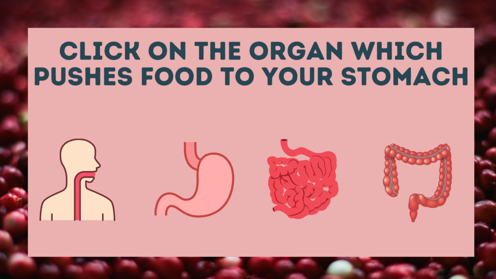 Digestive System Science Digital Boom Card Deck | Made By Teachers