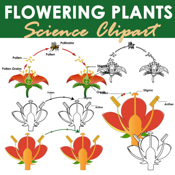 Flowering Plant Life Cycle Clipart Fertilization Germination ...