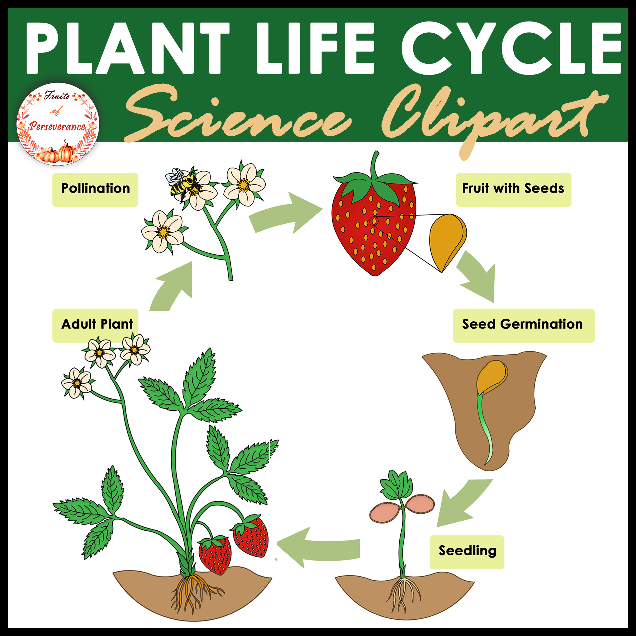 Flowering Plant Life Cycle Clipart FREEBIE Made By Teachers