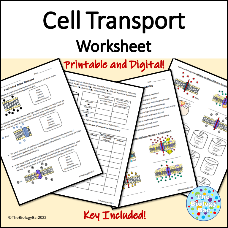 Cell Transport Worksheet Made By Teachers