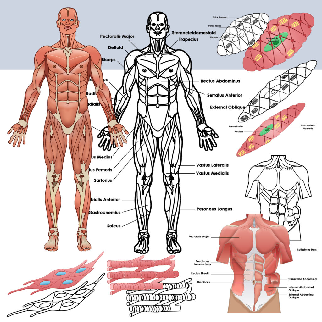 Muscular System Anatomy Clipart | Types of Muscles Clip Art - Made By ...