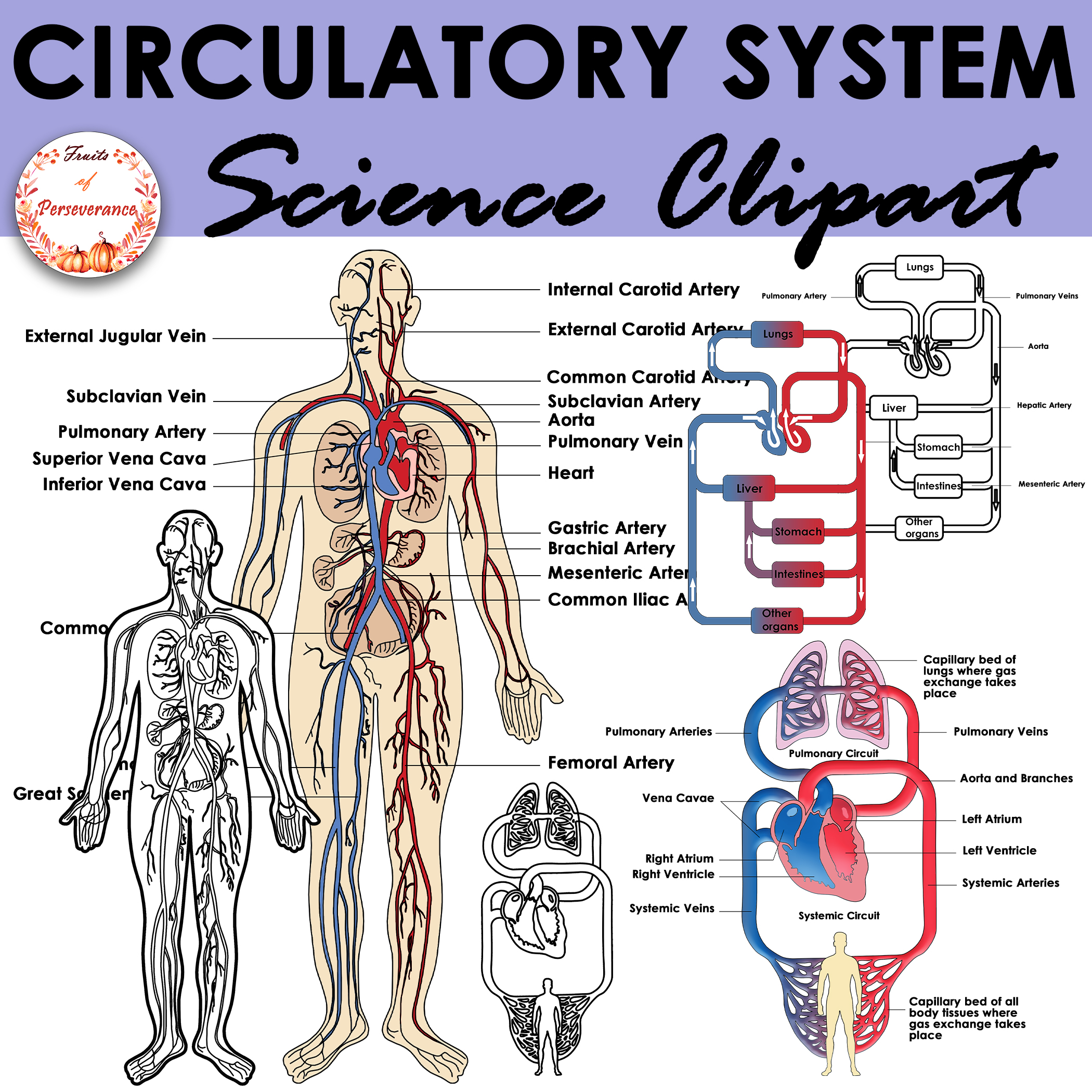 Anatomical Human Circulatory System Model | Organs - Store - Medical Models