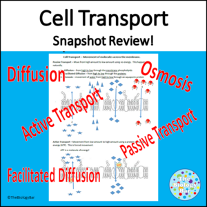 Cell Transport Types