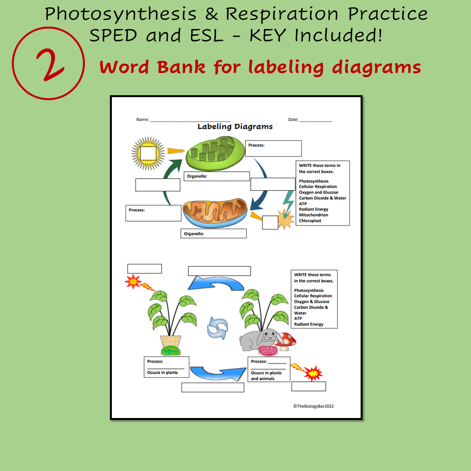 ESL Biology Photosynthesis And Cellular Respiration 3 Worksheets Made
