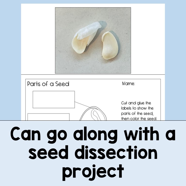 Lima Bean Plant Activities Coloring and Cut and Glue Labeling Made