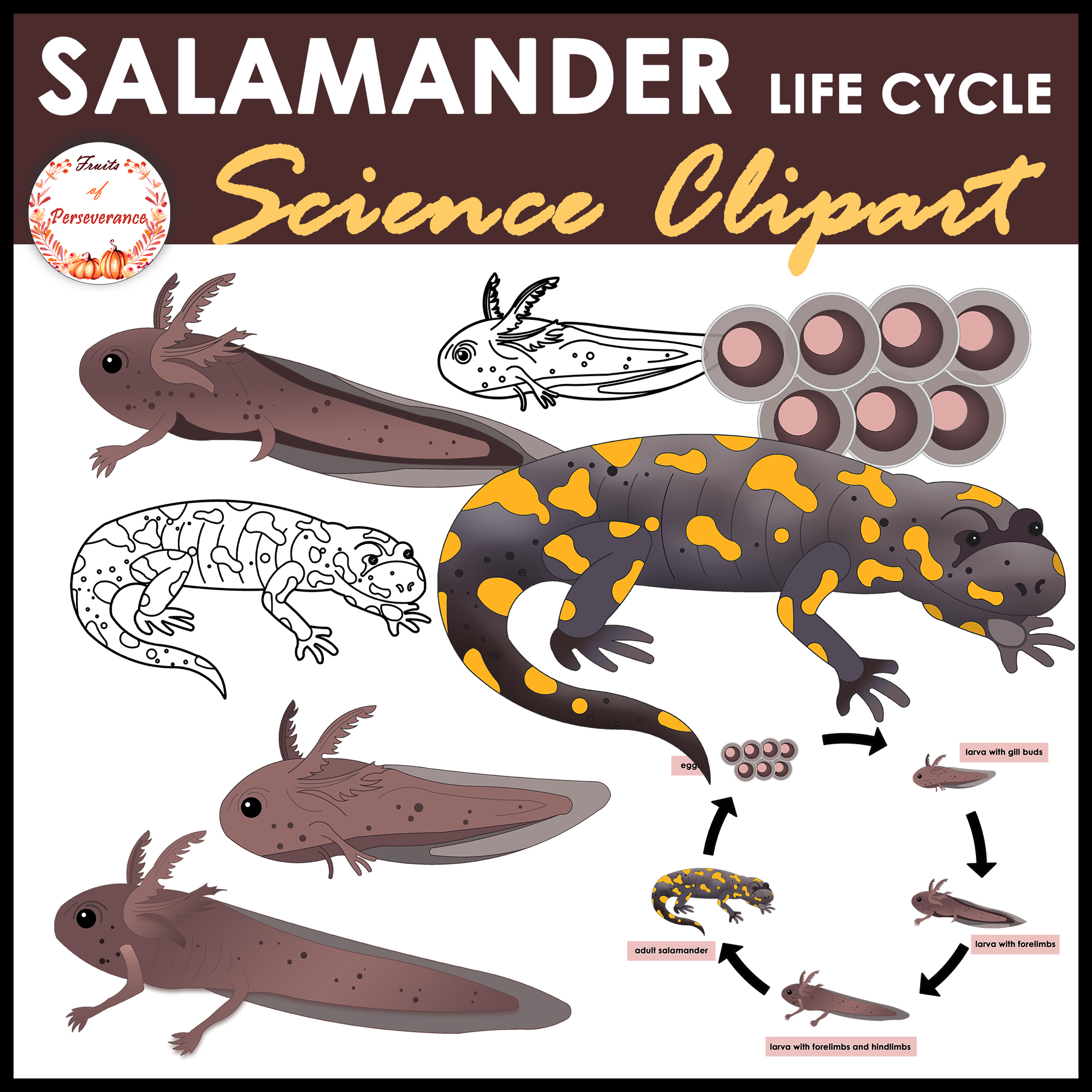Life Cycle Of A Salamander Life Cycle Of A Salamander