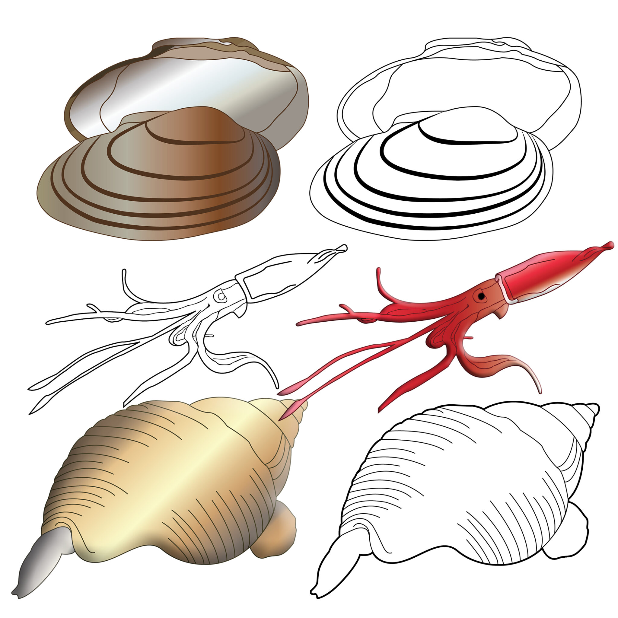Mollusks Realistic Clipart Invertebrates Phylum Molluska Snail Squid Octopus Made By Teachers