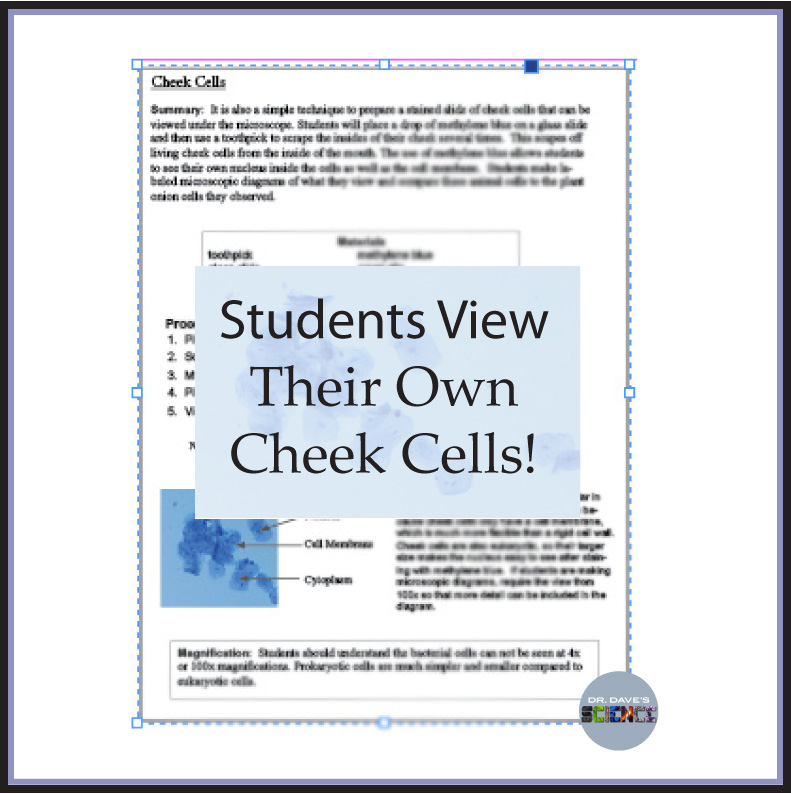 Plant and Animal Cells Onion and Cheek Slides Microscope Worksheet
