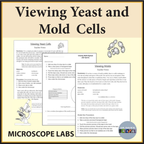 Microscope Lab Activity Worksheet Viewing Fungi Yeast and Mold Cells