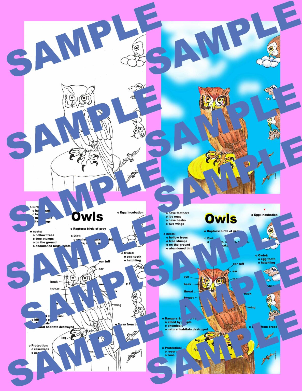 Close Reading Owls by Gail Gibbons Made By Teachers