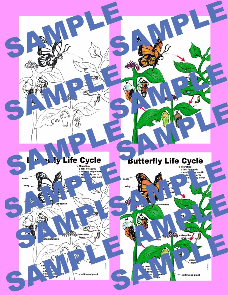 Close Reading Monarch Butterfly by Gail Gibbons Made By Teachers