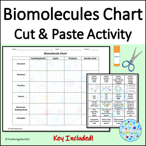 Biomolecules Chart for Macromolecules Review Made By Teachers