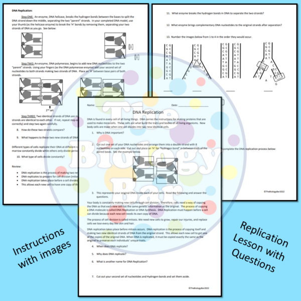 DNA Replication Modeling Activity - Made By Teachers