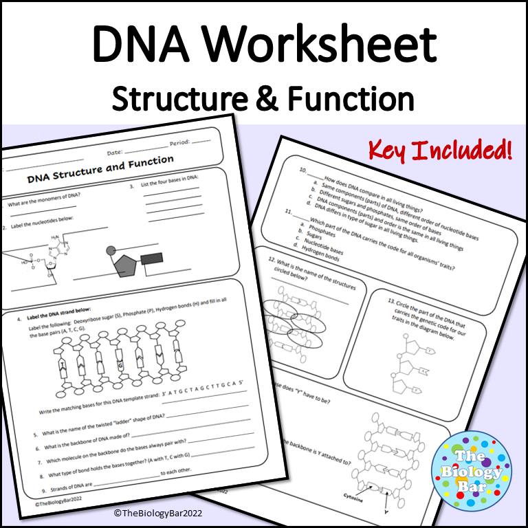 Free Printable Dna Worksheets
