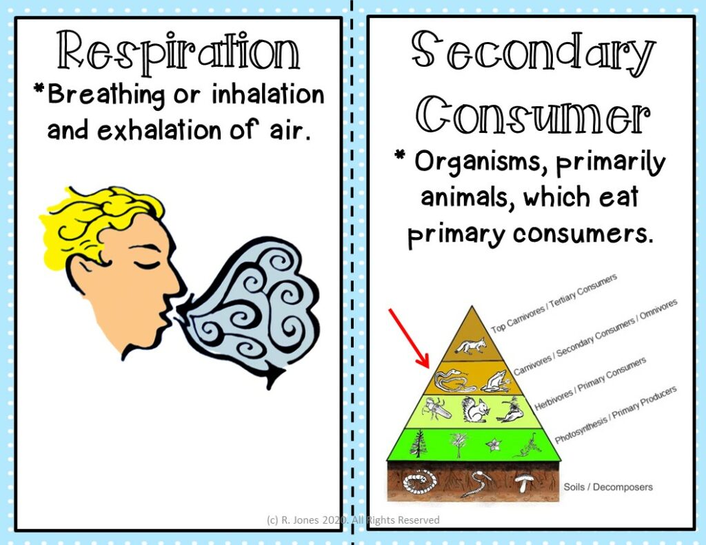 Word Wall Vocabulary Posters for All BIOLOGY Units HIGH SCHOOL 272 ...