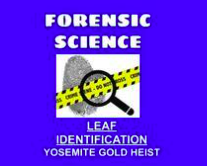 Forensic Science: Leaf Identification - Yosemite Gold Heist