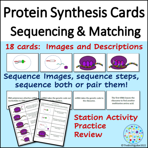 Protein Synthesis Matching and Sequencing Cards Made By Teachers