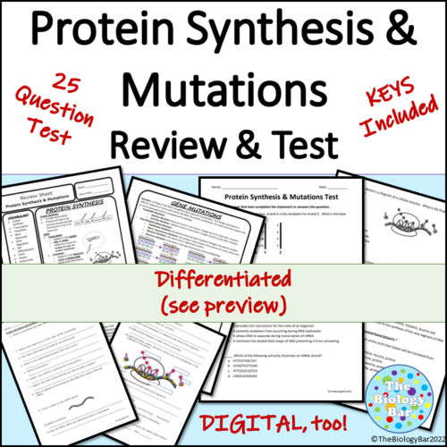 Protein Synthesis and Mutations Review and Test Modified and Digital