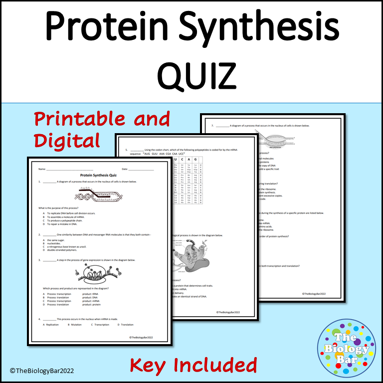 Protein Synthesis Quiz printable and digital Made By Teachers