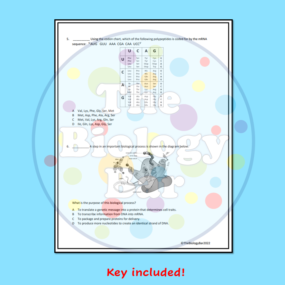 Protein Synthesis Quiz printable and digital Made By Teachers