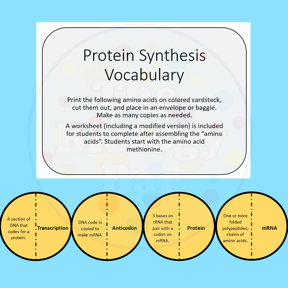 Protein Synthesis Vocabulary Amino Acid Chain Made By Teachers