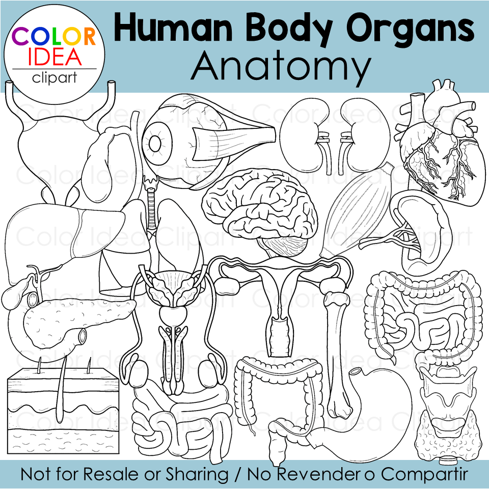 Human Body Organs - Anatomy | Made By Teachers