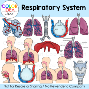 Respiratory System