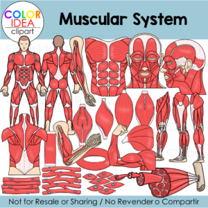 Muscular System