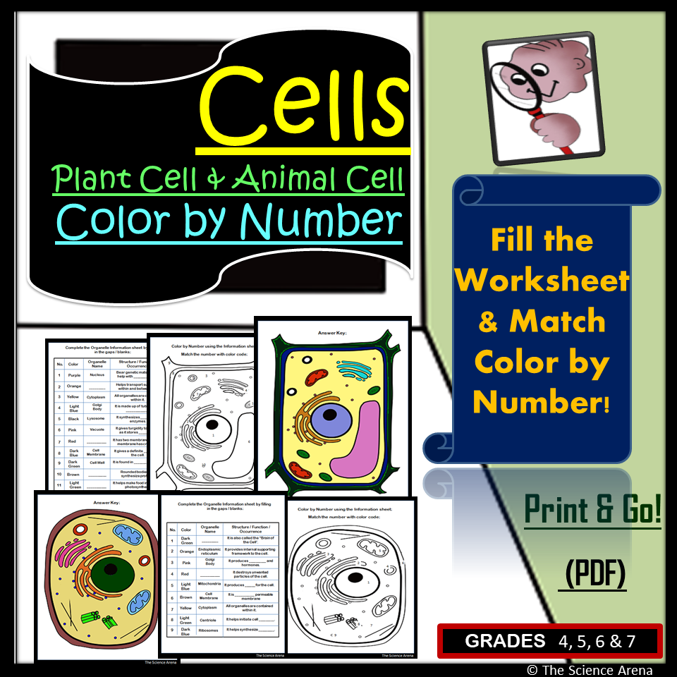 Cell Science Activity Of Color By Number Plant Cell Animal Cell
